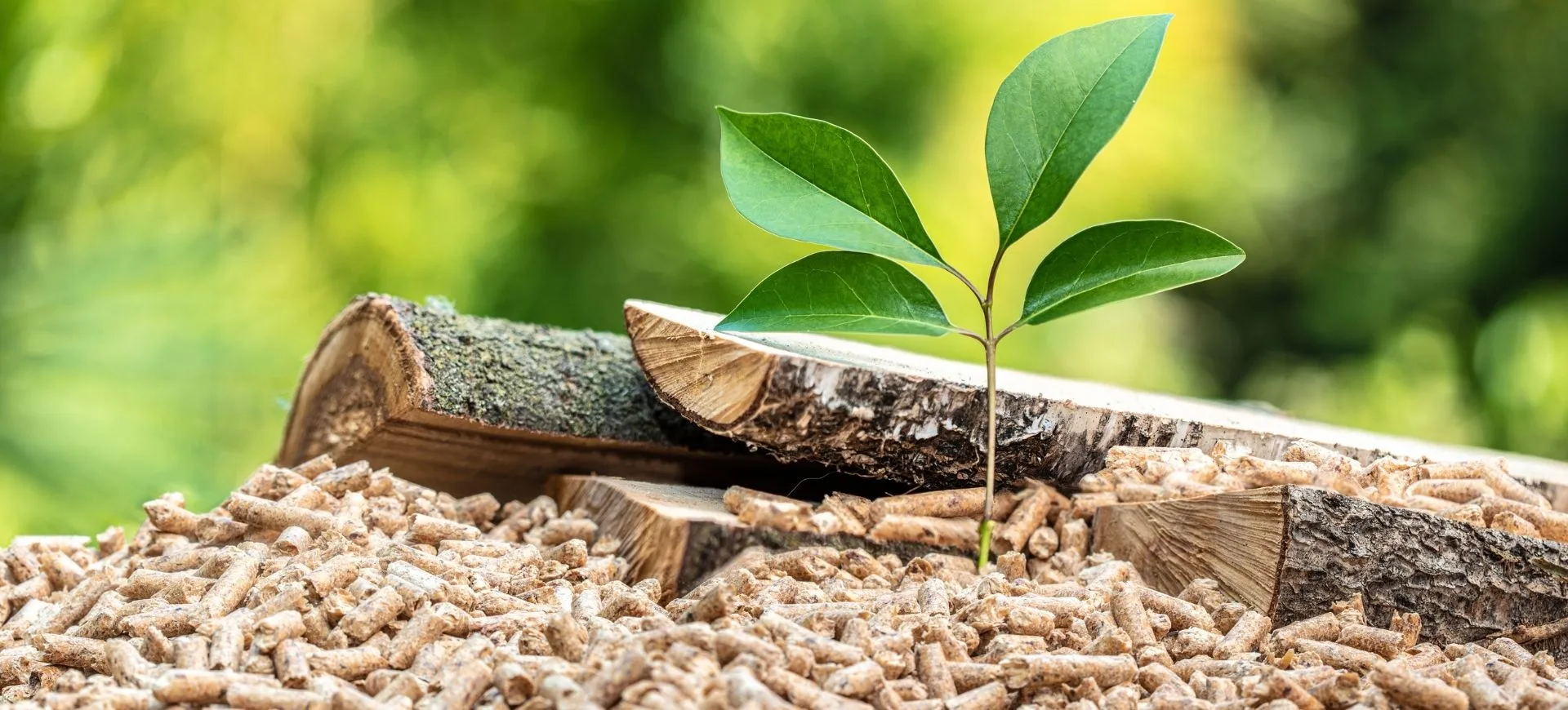 Wood logs with growing plants symbolizing fuel for biomass boilers